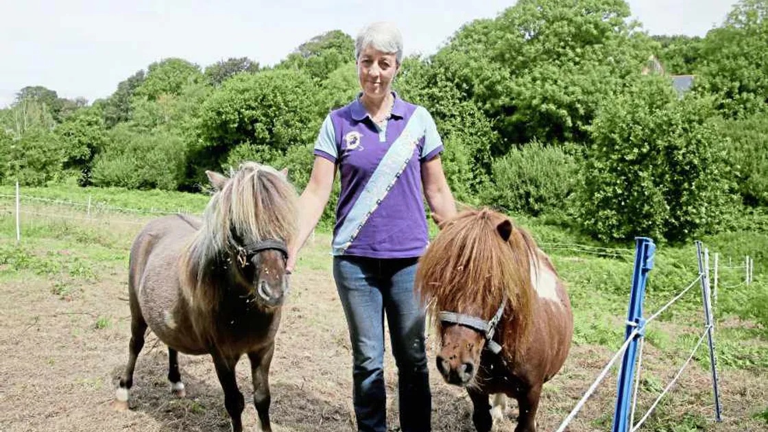 Shetland ponies 'chased and harassed by two young men'