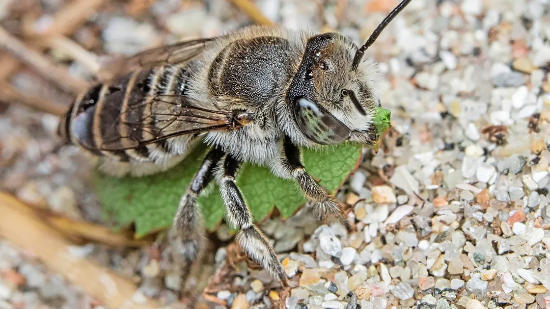 Silvery leafcutter bees have been nesting in the area.  (22341979)