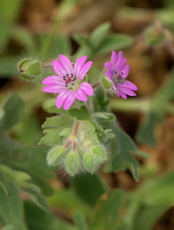 Dove’s-foot cranesbill/Geranium molle.