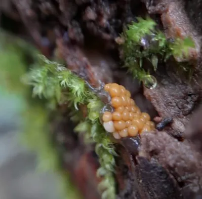 Trichia varia slime mould