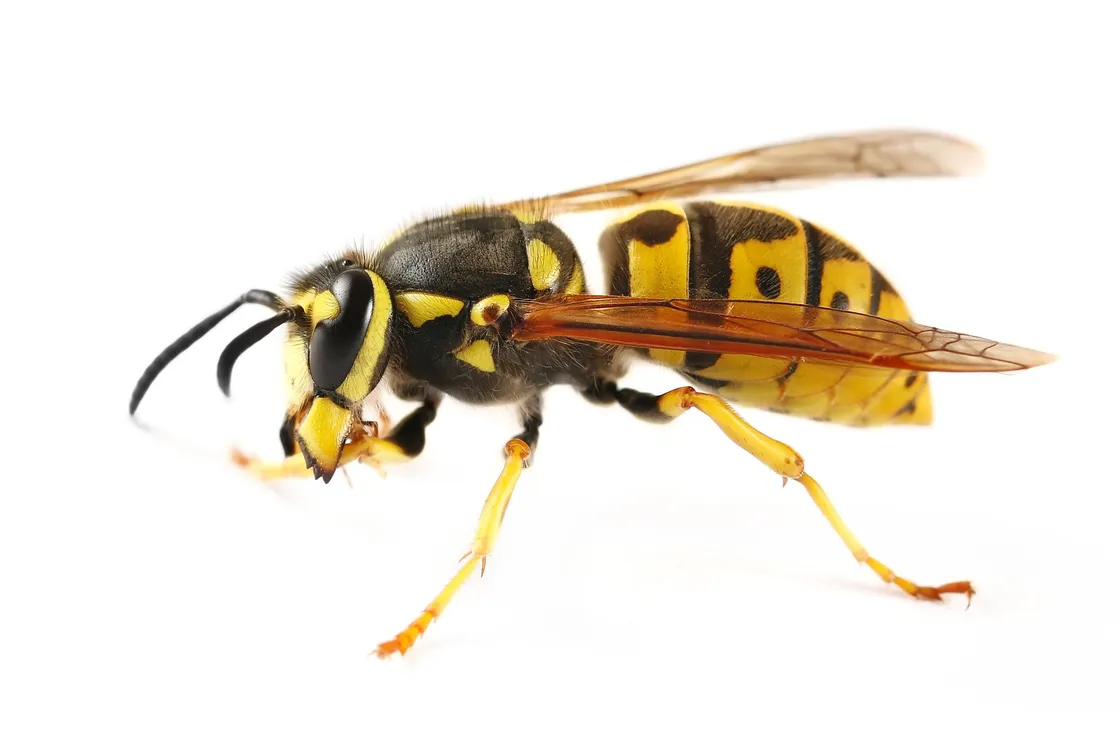 wasp