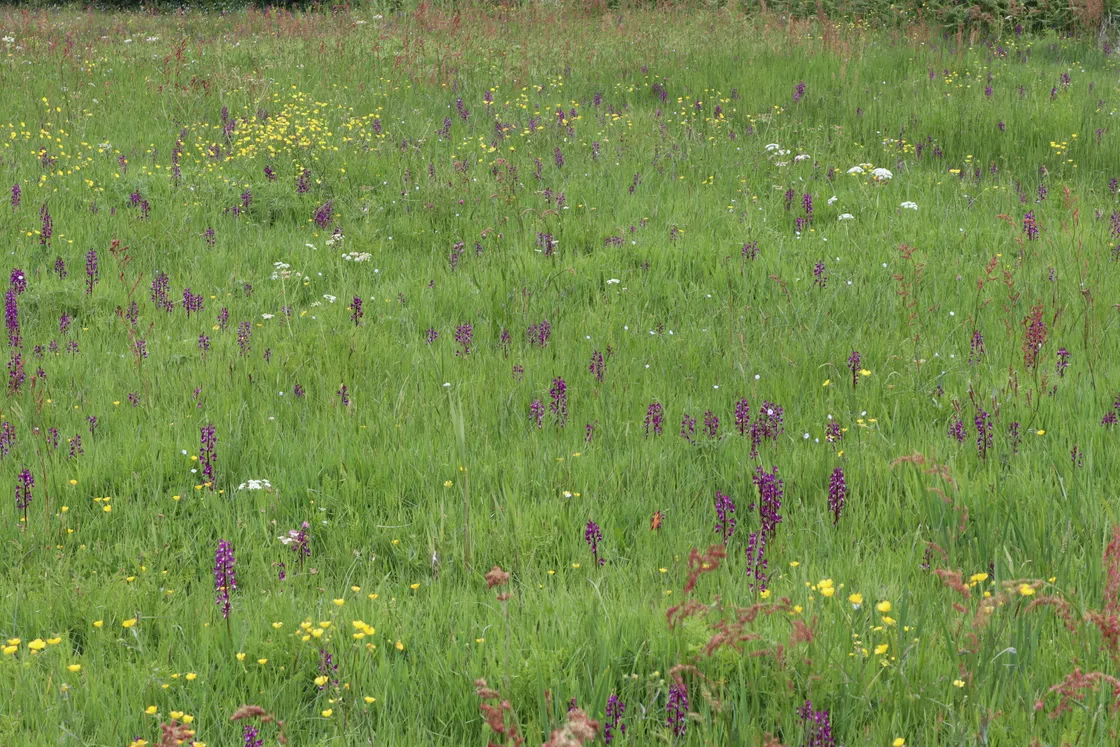 orchid field