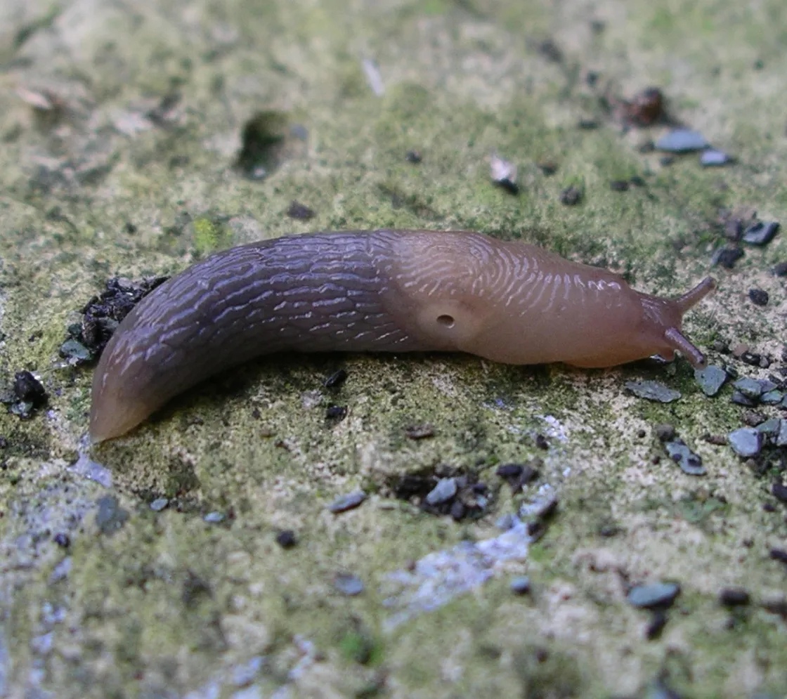 Tramp slug