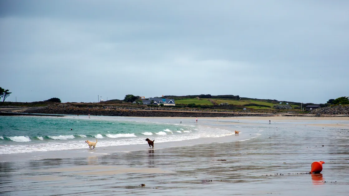 Complaints have been made about out of control dogs on the beach at Les Amarreurs and owners not picking up after their pets. (Picture by Peter Frankland, 32561464)