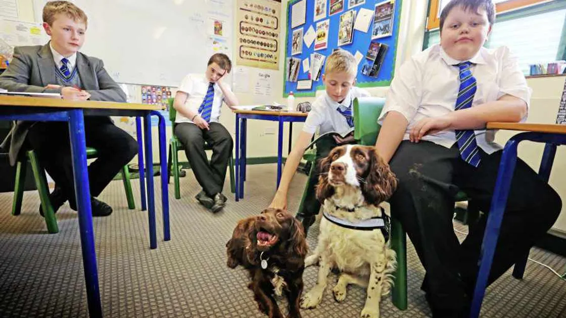 Schools using therapy dogs to calm pupils in classrooms