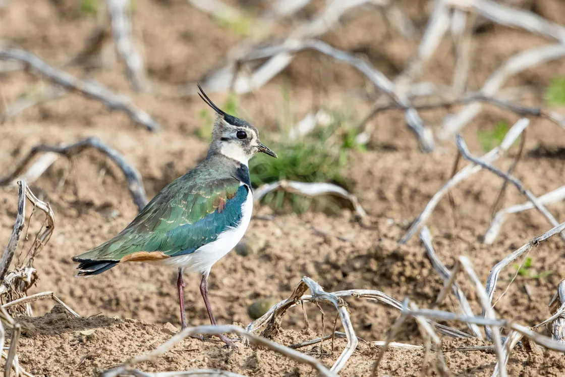 Lapwing