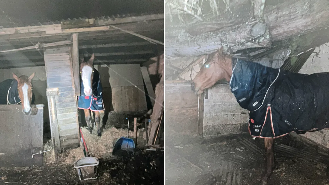 The horses had only been saved as the tree had been propped up on its greener branches, holding it just above them