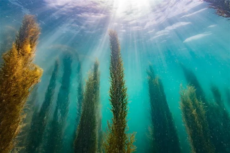 Japanese wireweed - Sargassum muticum.