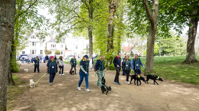 Dog-loving author Rory Cellan-Jones joins WAG walk