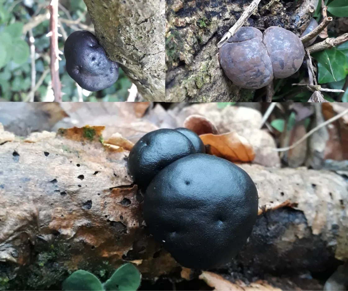 King Alfred's cake (Daldinia concentrica)