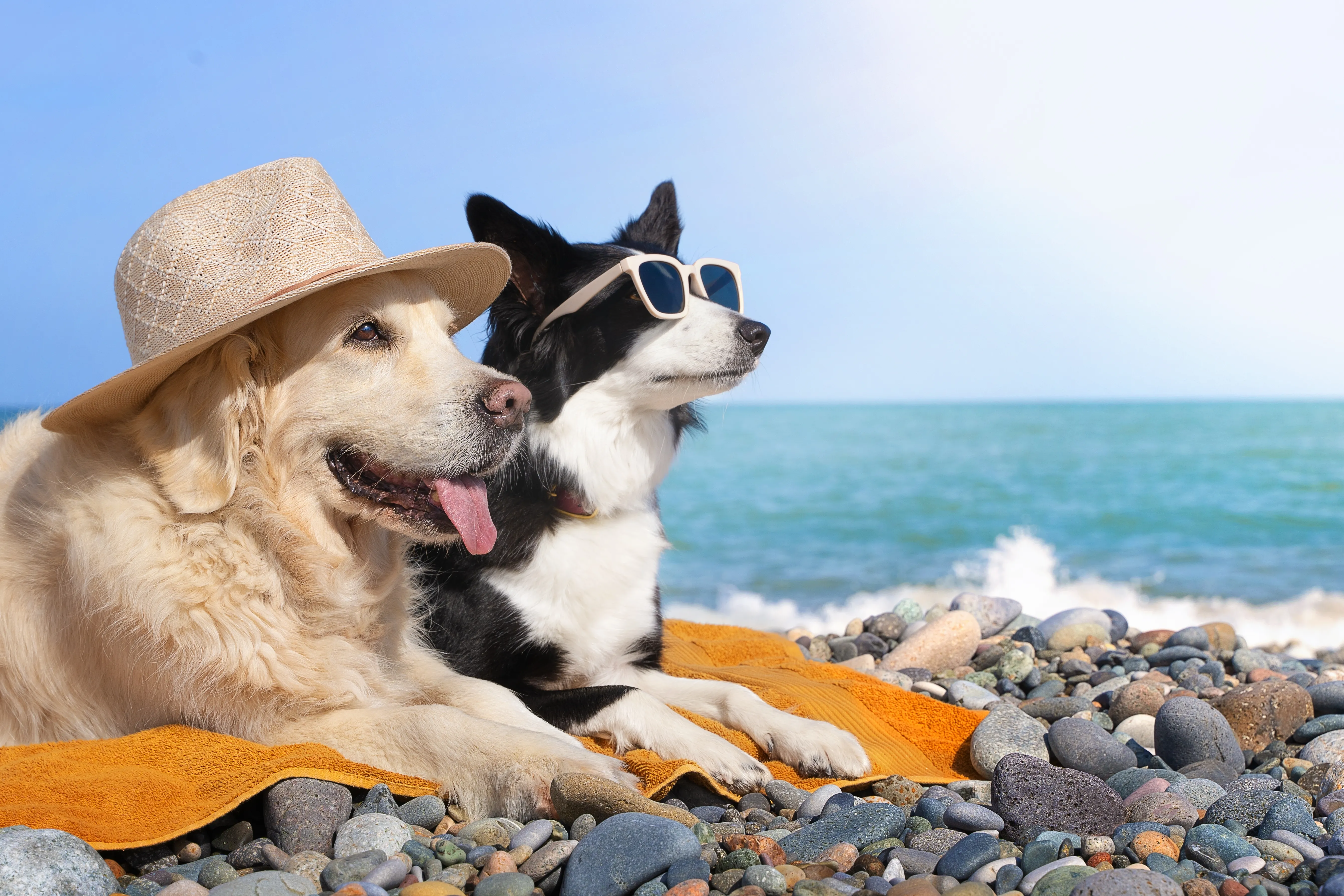 Travelling to the EU with pets