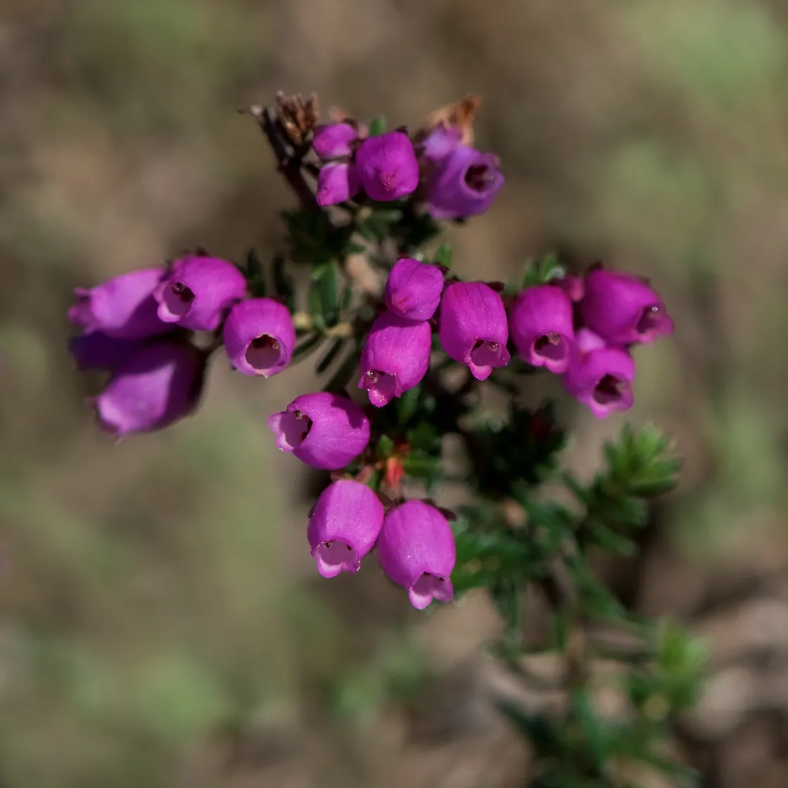 Bell heather