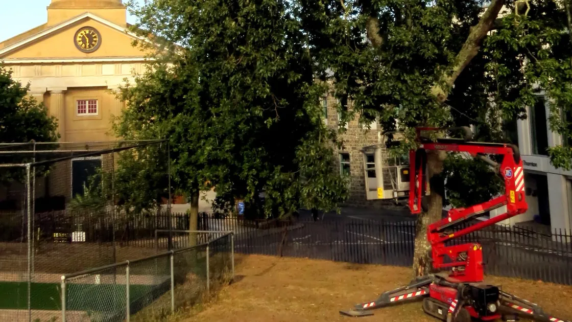 The nest was hidden 16m off the ground at the edge of the grounds of Elizabeth College