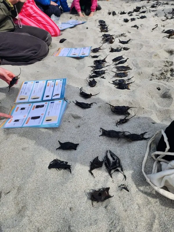 Volunteers identifiying shark, skate and ray eggcases