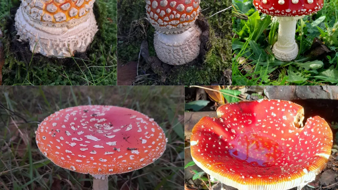 Fly agaric (Amanita muscaria) photographed at various stages of maturity
