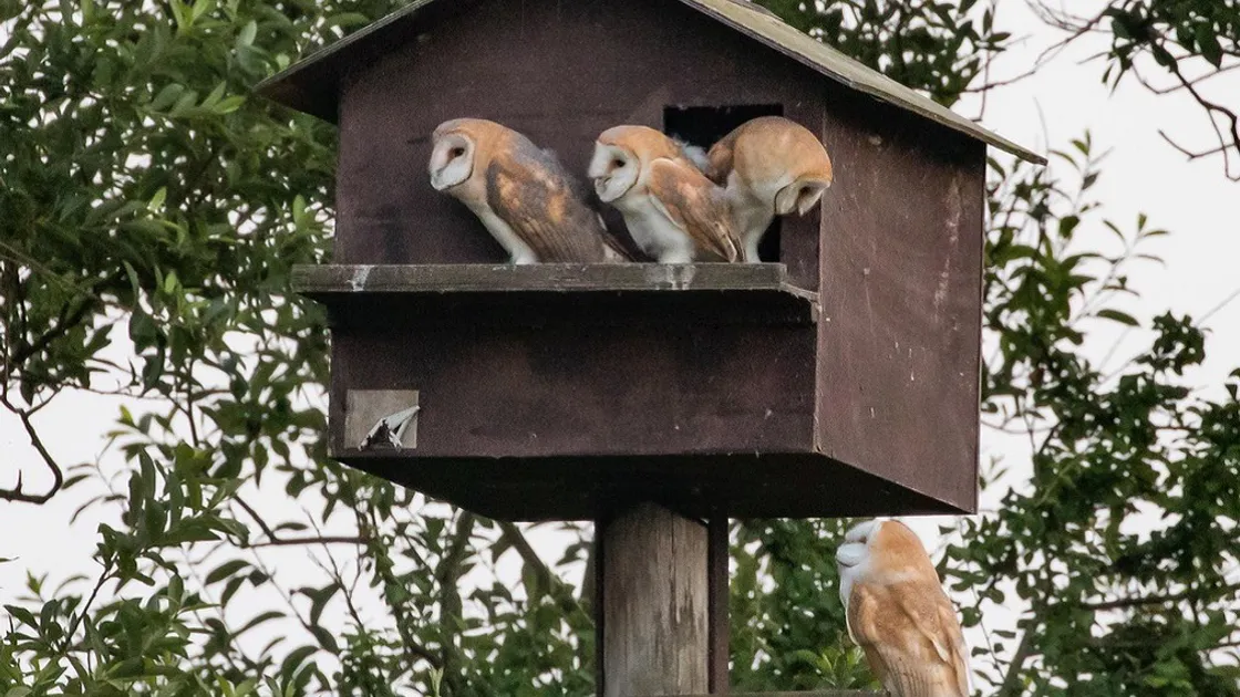 (Picture by Dave Carre)