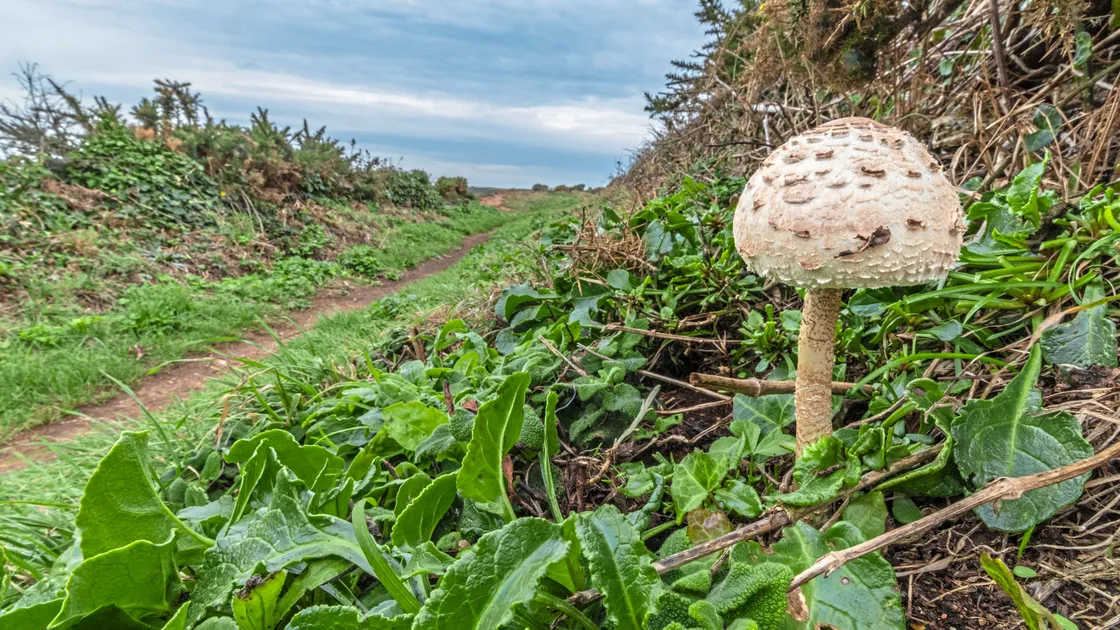 The original trial had been strongly challenged by the National Trust and La Societe, who both voiced concerns over the impact on erosion, wildlife and other islanders using the paths