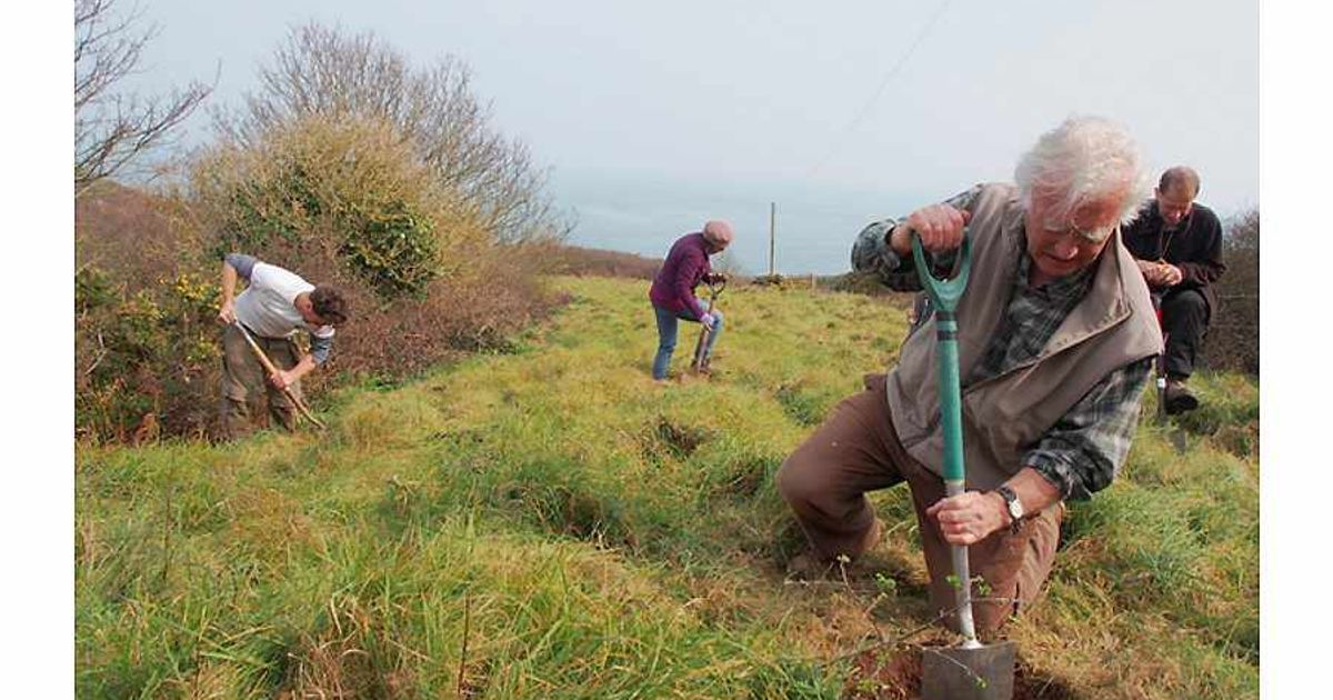 Wide variety of trees planted in Sark