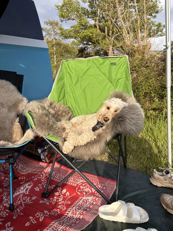 The dog took remarkably well to life in the campervan