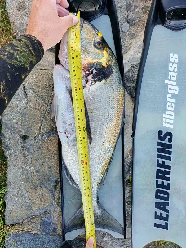 Pierre Joubert's British record-breaking gilt-head bream. (25615381)