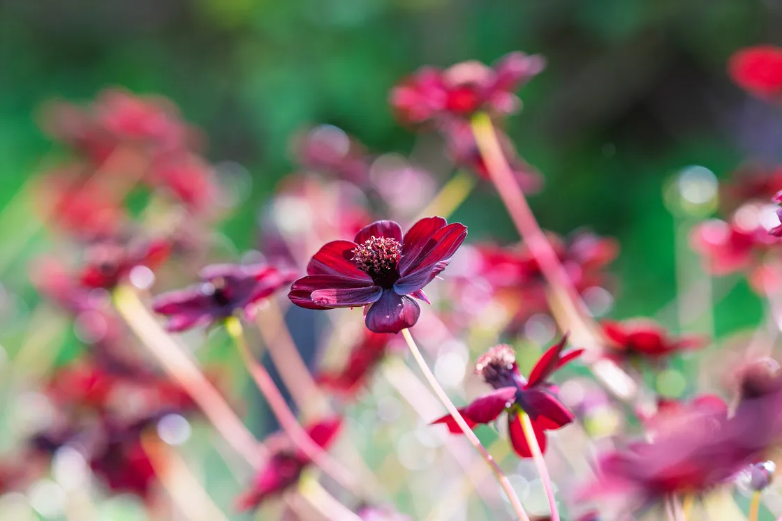 You can’t beat a display of cosmos in your garden like this Cosmos atrosanguineus with its dark red, chocolate-scented flowers.