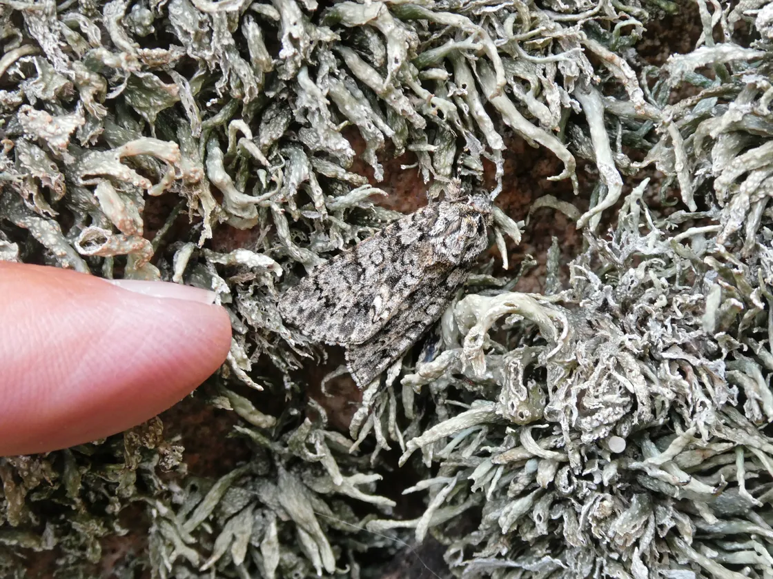 BioBlitz entomologists spot a well-camouflaged moth