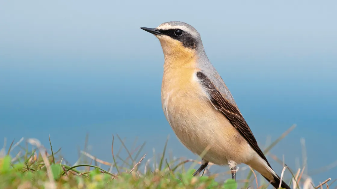 ‘Being able to share, firstly my passion of birdwatching, my own personal experience of depression, and have such a beautiful island to share with like-minded people, has been a privilege beyond measure.’