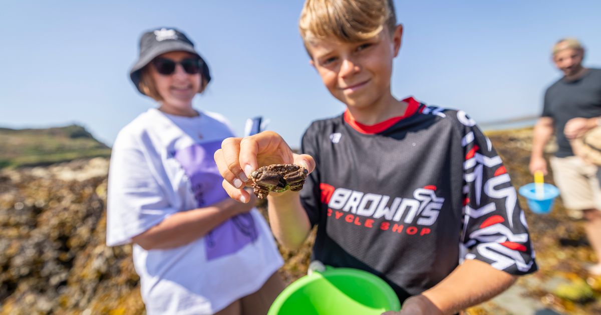 Youngsters’ hands-on crab survey at Portelet harbour