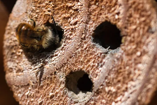 Solitary bee nesting holes