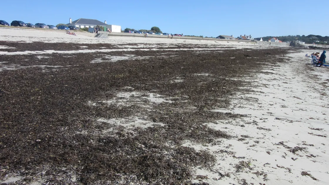 People have complained about the amount of seaweed on L’Eree beach. ACLMS confirmed that the seaweed at L’Eree had been inspected after careful consideration of the habitat, with arrangements made for a digger to take it further down the beach to the low water mark early this morning. 						 (Picture by Danielle Kenneally, 25582555)