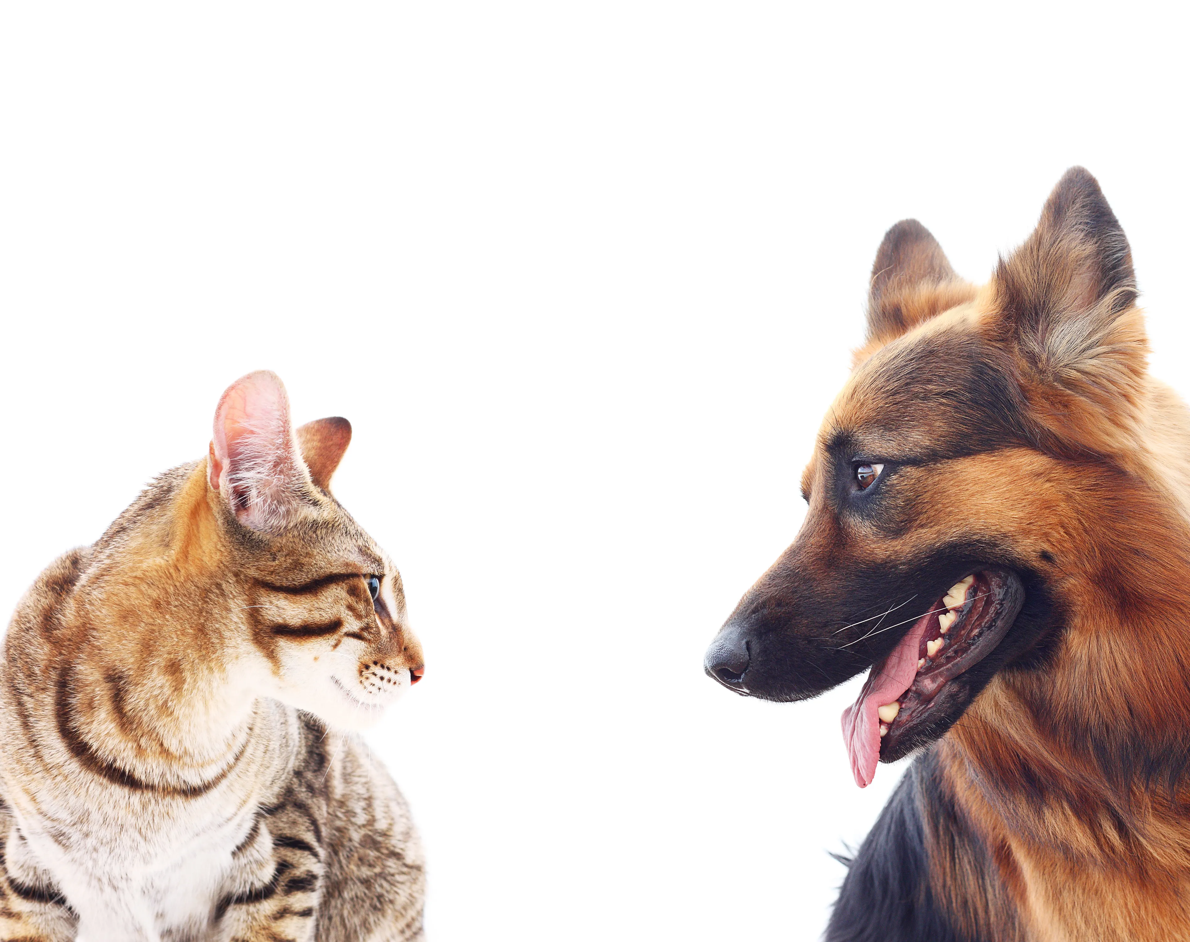 Cats vs dogs: the disease edition