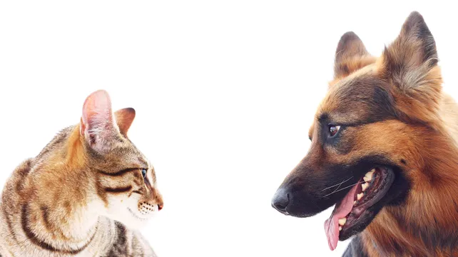 Cats vs dogs: the disease edition