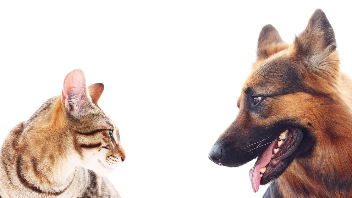 Cats vs dogs
