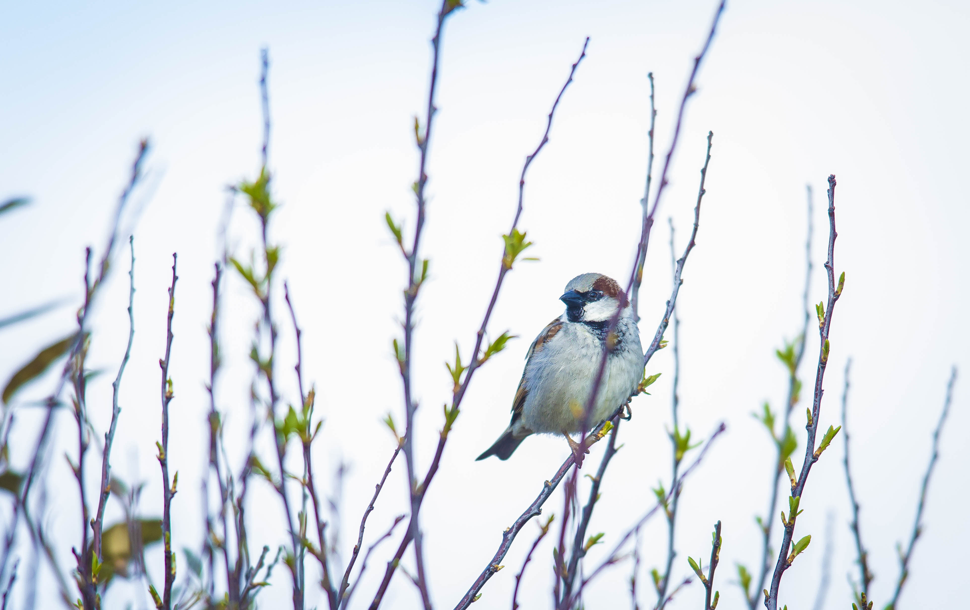 A thousand islanders join in the Big Garden Birdwatch
