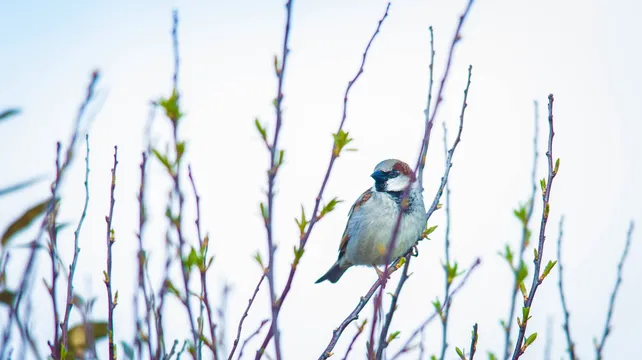 A thousand islanders join in the Big Garden Birdwatch
