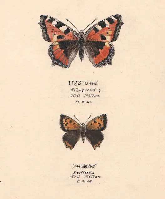 Some of Burkhardt’s detailed butterfly studies