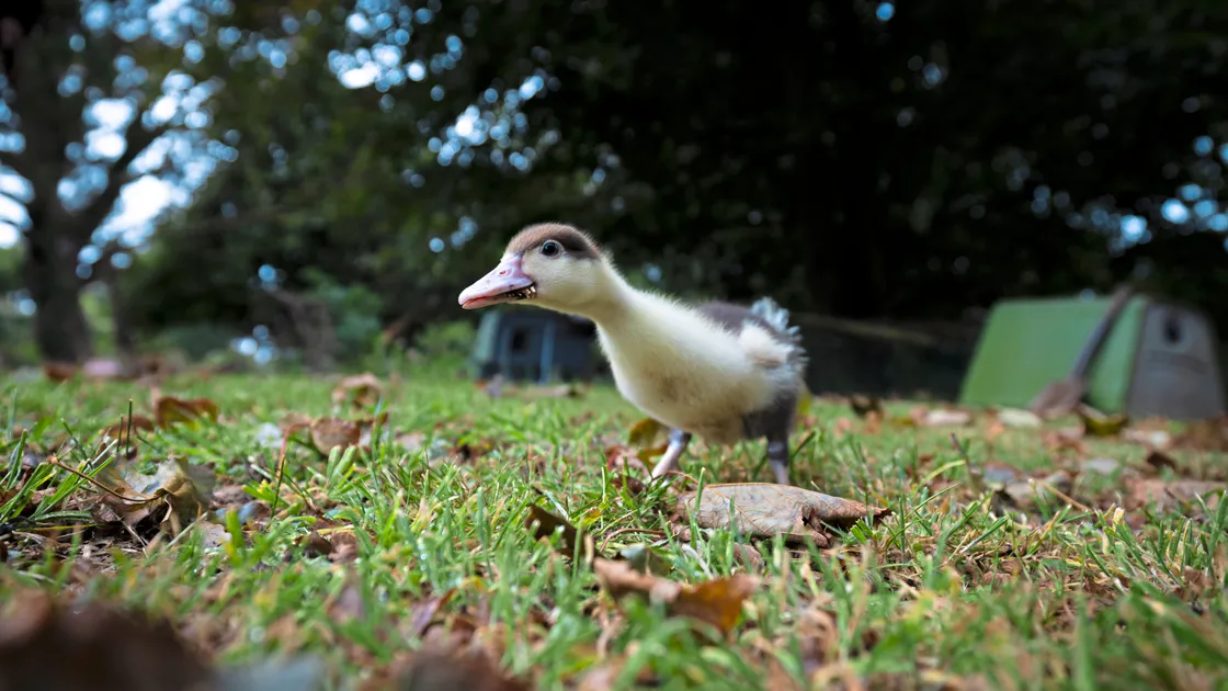 Lorenzo the Muscovy duckling is currently just two weeks old but will almost reach his adult size after just 14 weeks