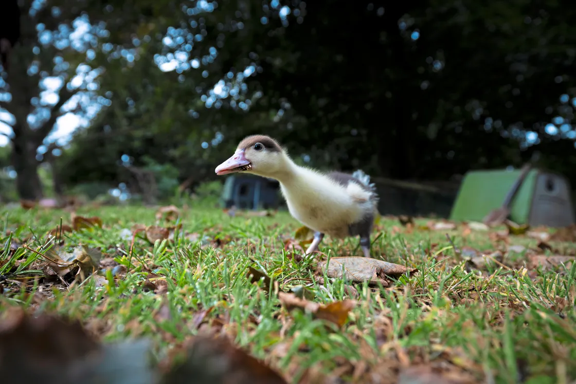 Lorenzo the Muscovy duckling is currently just two weeks old but will almost reach his adult size after just 14 weeks