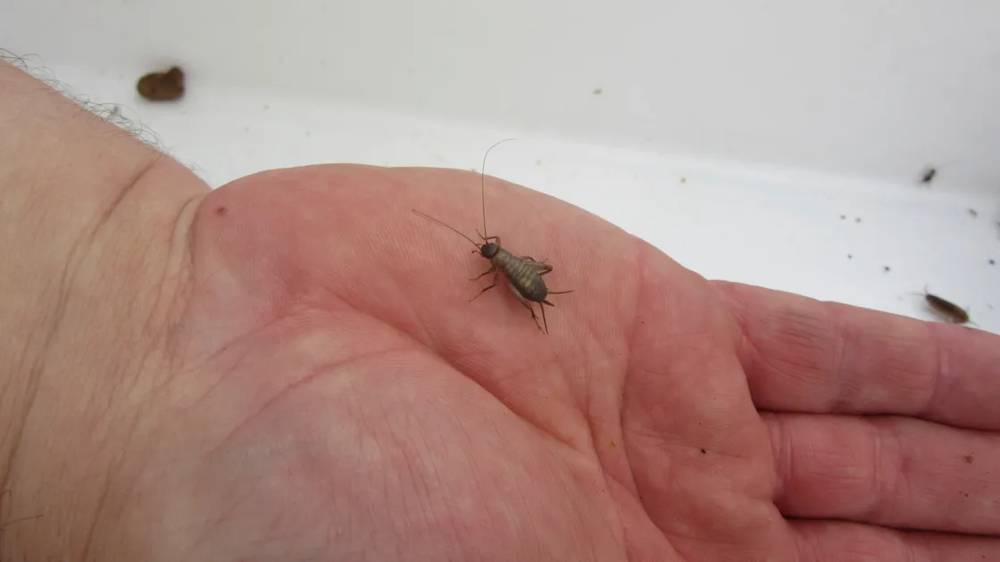  A scaly cricket caught in one of the traps. (28611584)