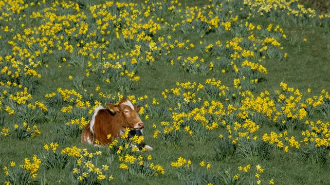 St Martin’s officials join calls for dogs to be kept out of fields