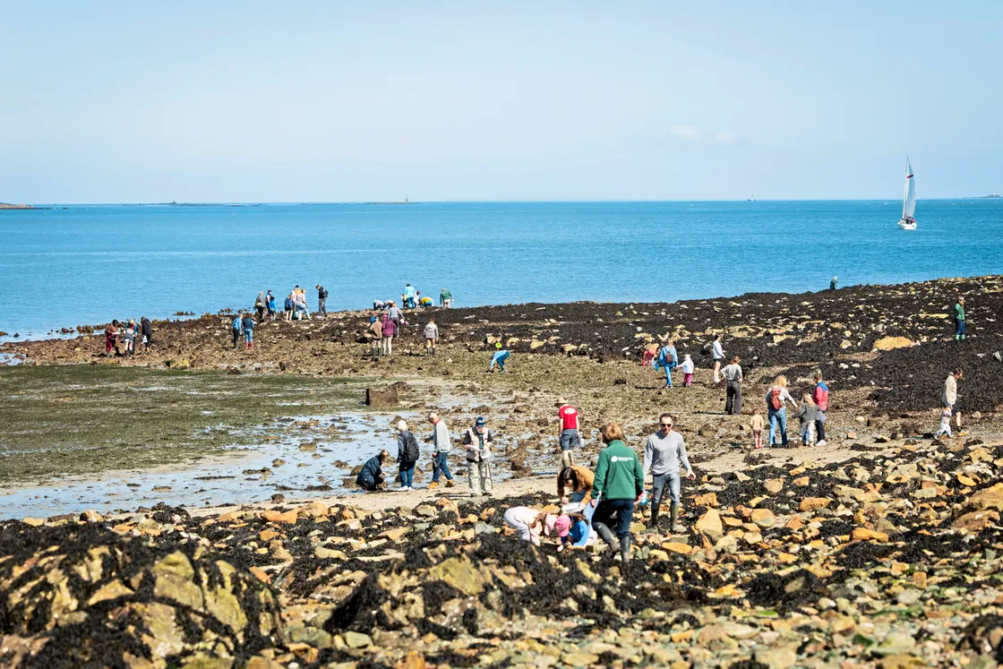 More than 80 islanders dispersed across the uncovered rocks and weeds.