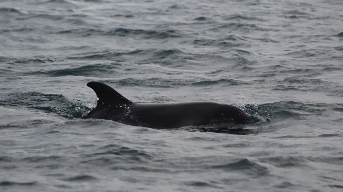 Trevor the dolphin has a distinct notch about two-thirds of the way down his fin, which has allowed the DolFin Project to ID match him for the last three years in Guernsey waters. (Picture by Richard Seager)