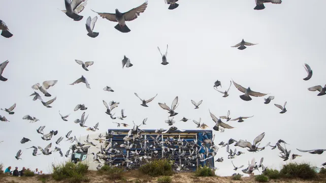 Pigeons in flight again as racing cleared for take-off 