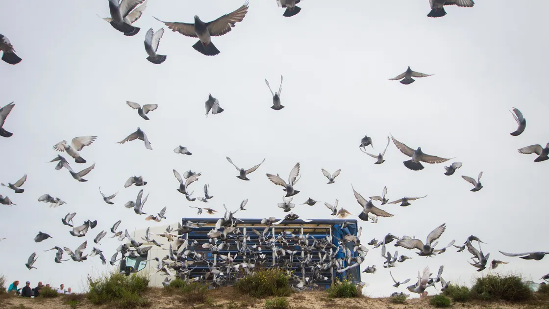 The first pigeon release under the new rules at Pembroke.