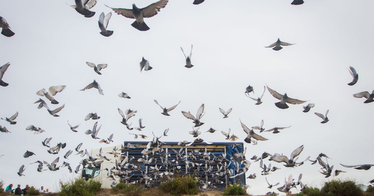 Pigeons in flight again as racing cleared for take-off