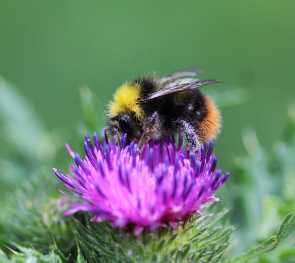 Why bees matter