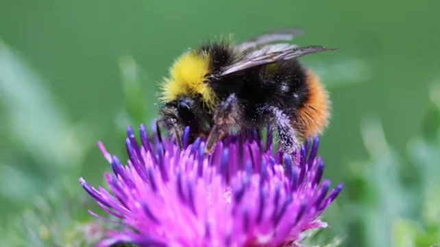 Why bees matter