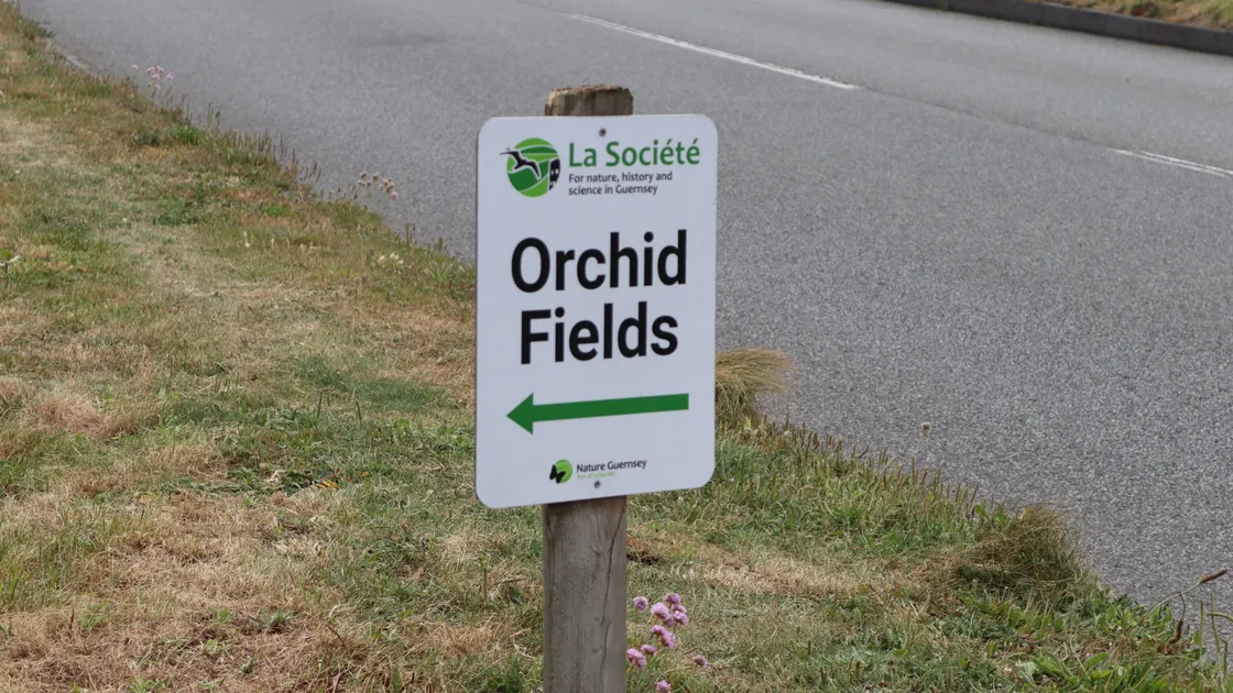 Bridget Ozanne Orchid Fields