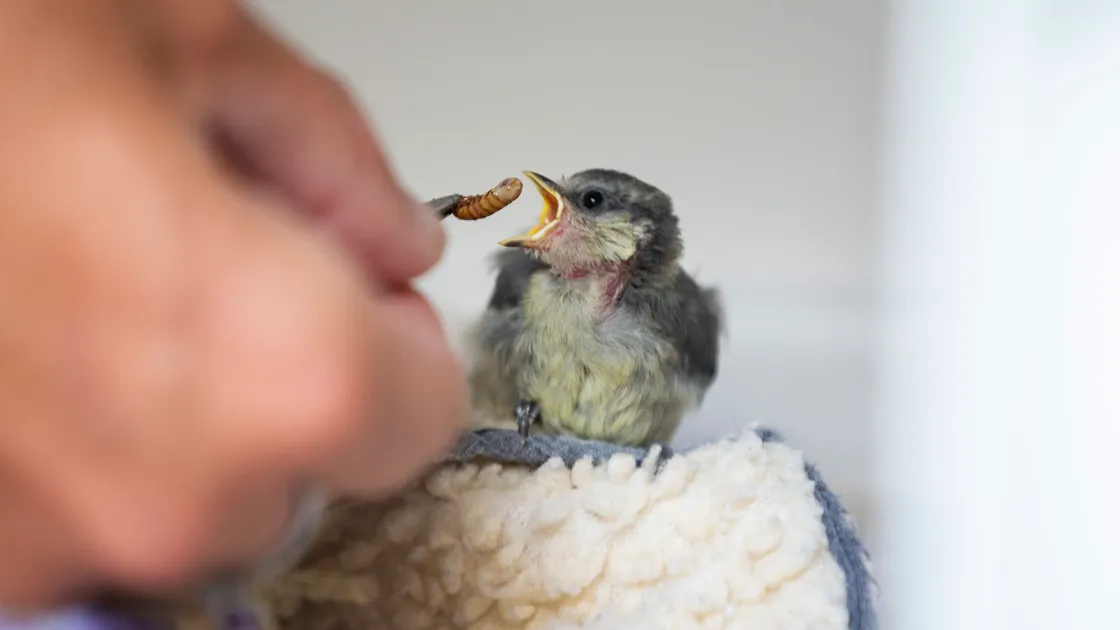 A hungry blue tit being fed a mealworm. The GSPCA has reminded islanders that wild birds have a greater chance of survival if left to fend for themselves. (32216849)