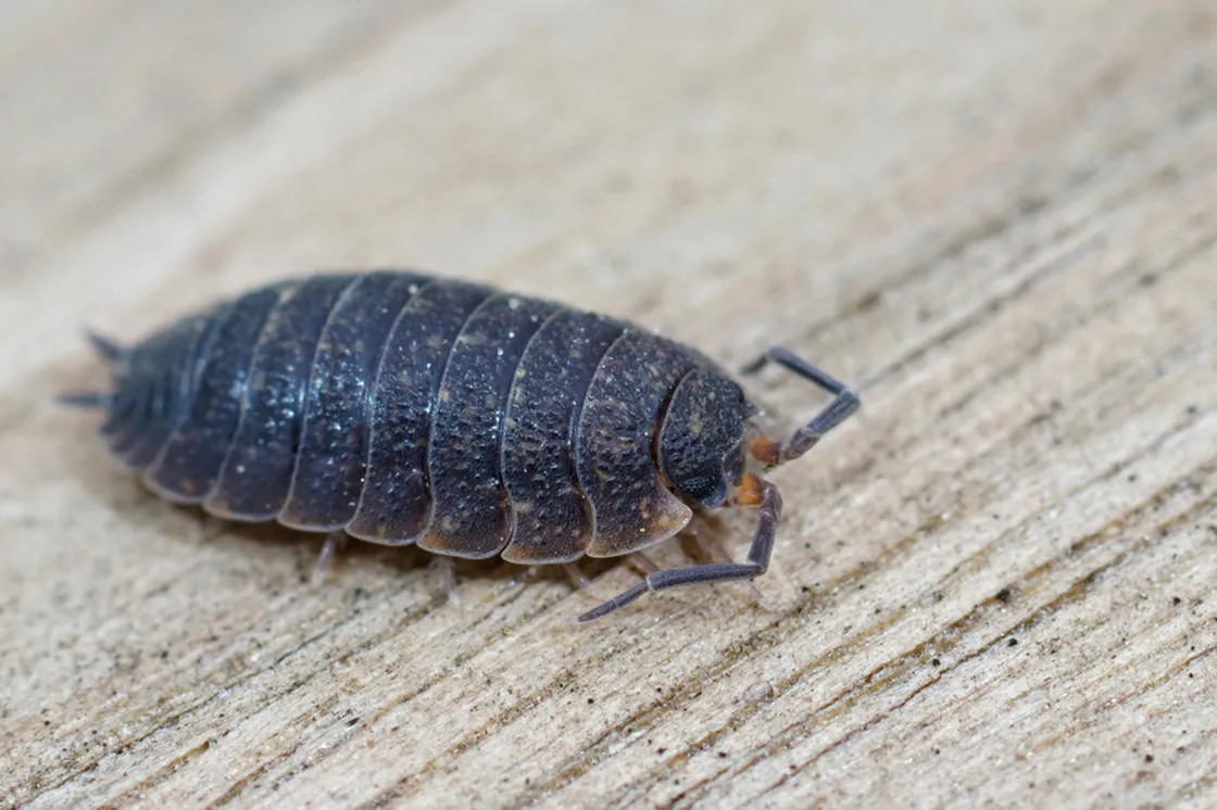 Common rough woodlouse